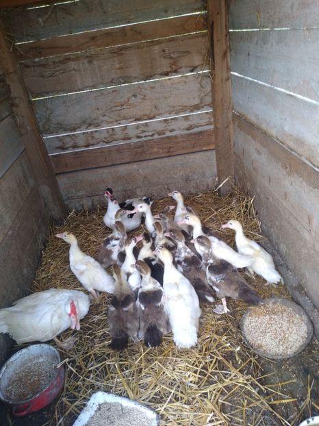  - Ratele mele leșești 3