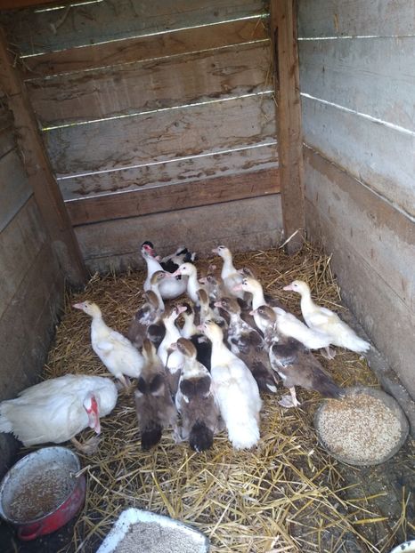  - Ratele mele leșești 3