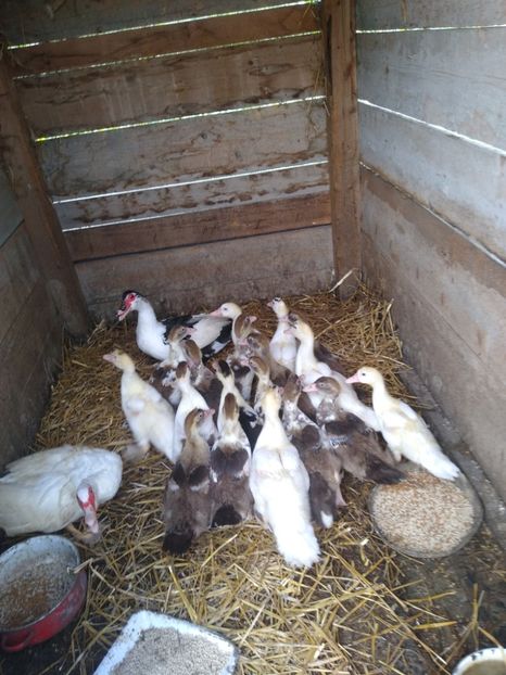  - Ratele mele leșești 3
