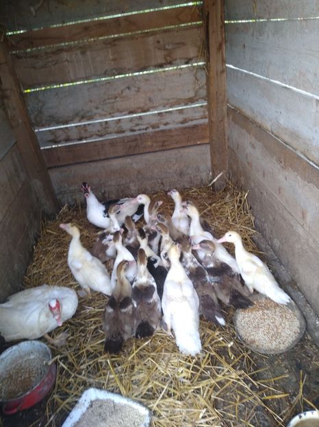  - Ratele mele leșești 3