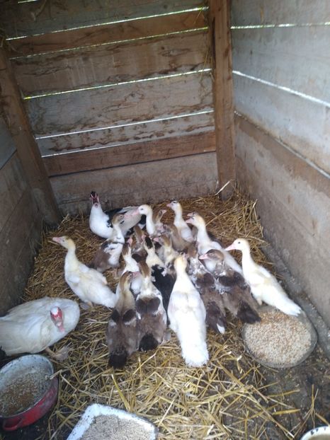  - Ratele mele leșești 3