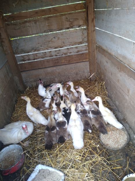  - Ratele mele leșești 3