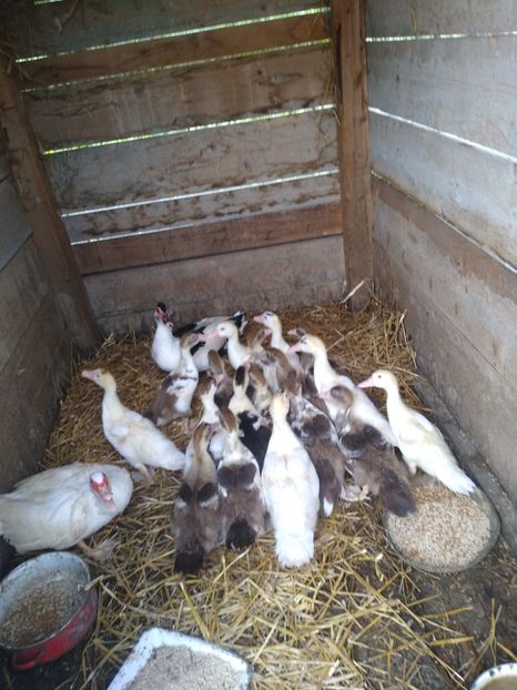  - Ratele mele leșești 3