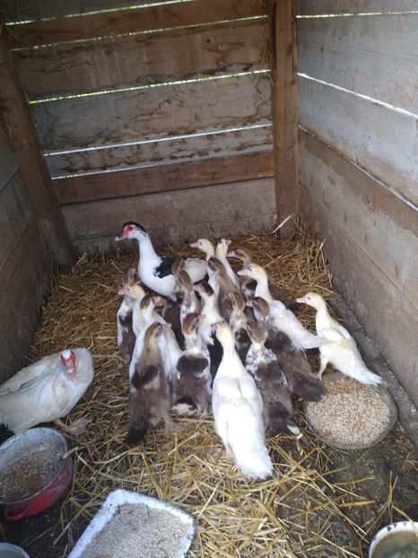  - Ratele mele leșești 3