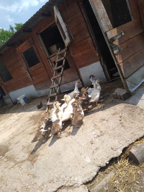  - Ratele mele leșești 3
