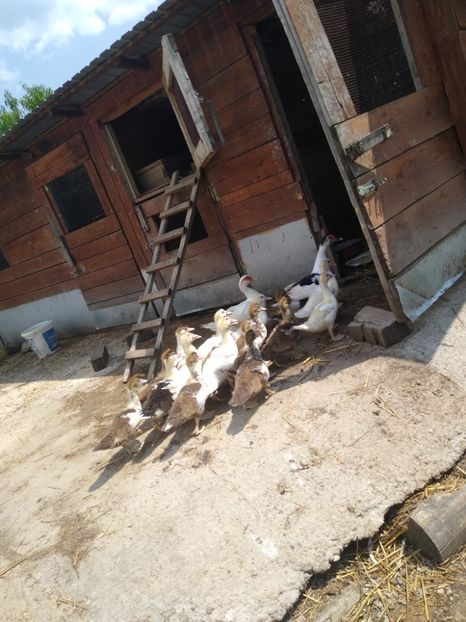  - Ratele mele leșești 3