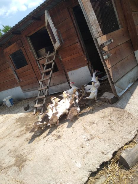  - Ratele mele leșești 3