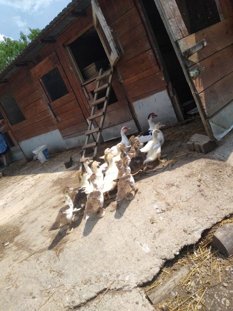  - Ratele mele leșești 3