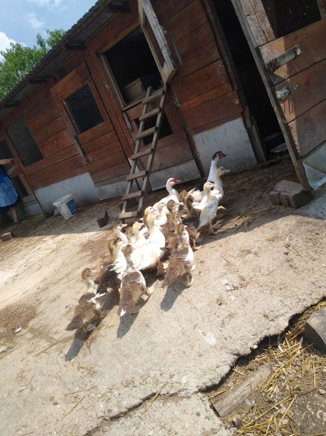  - Ratele mele leșești 3