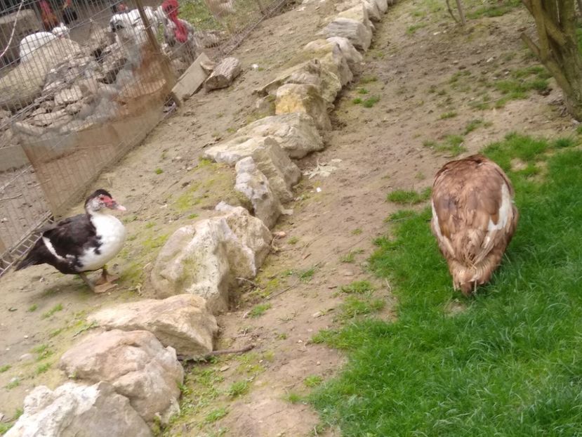  - Ratele mele leșești 3