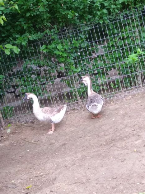  - Gâște africane 2019-2020-2021