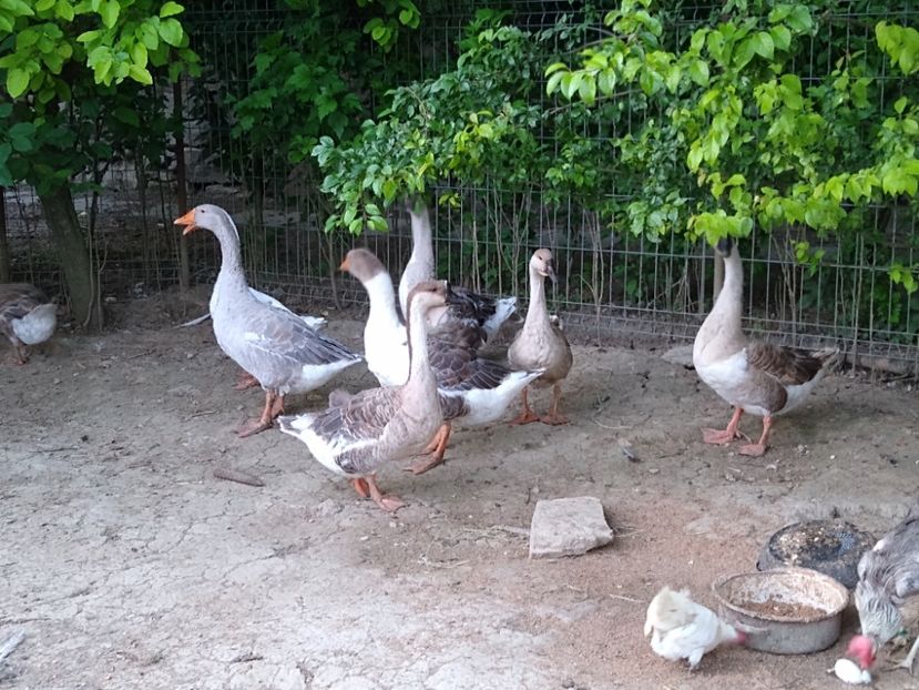  - Gâște africane 2019-2020-2021