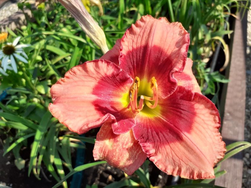 Dan mahony - Hemerocallis 2021