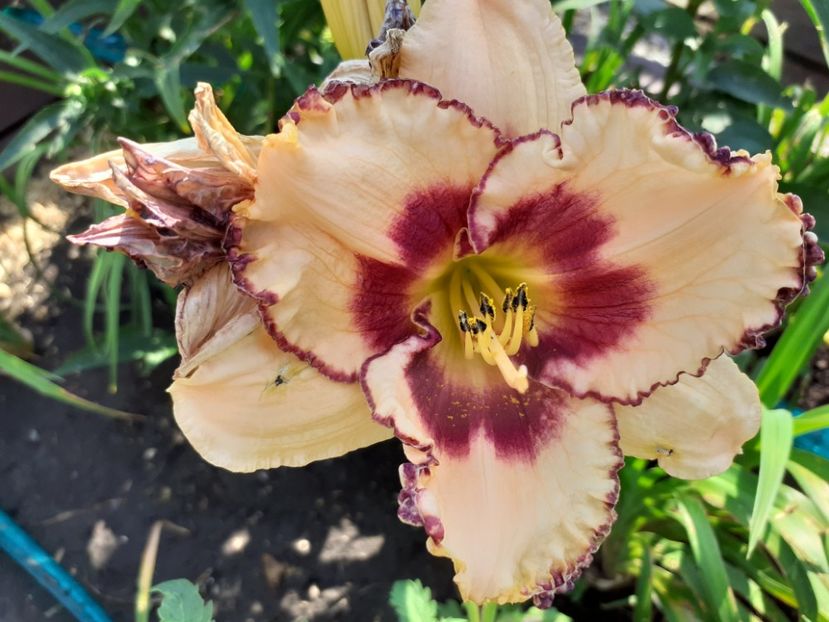 Chief of Staff - Hemerocallis 2021