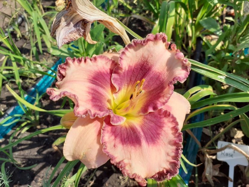Regal braid - Hemerocallis 2021