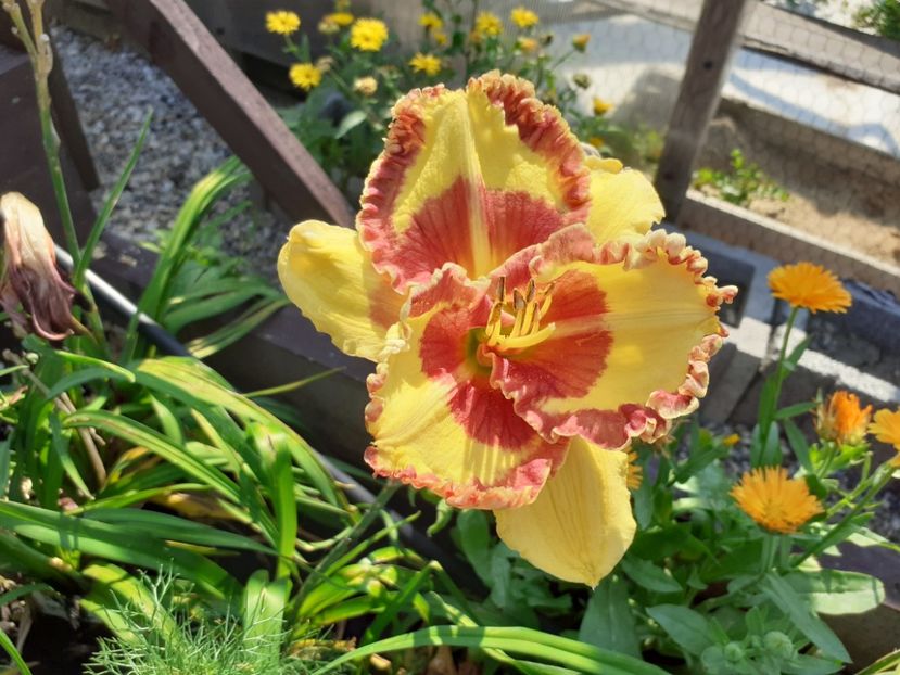 Fashion police - Hemerocallis 2021