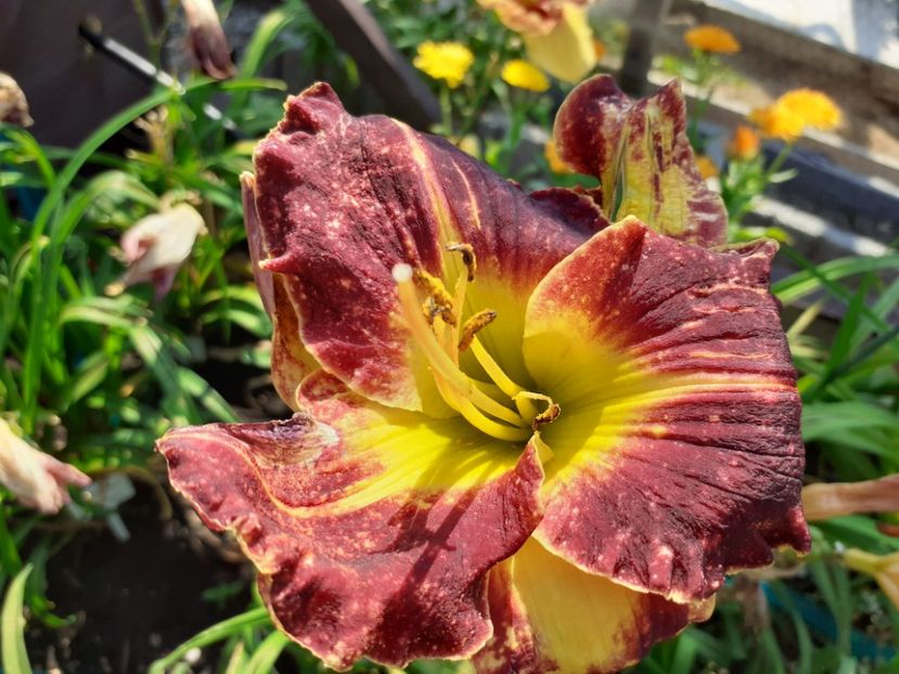 Evening sparkle - Hemerocallis 2021