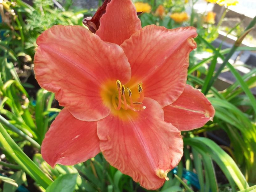 South Seas - Hemerocallis 2021