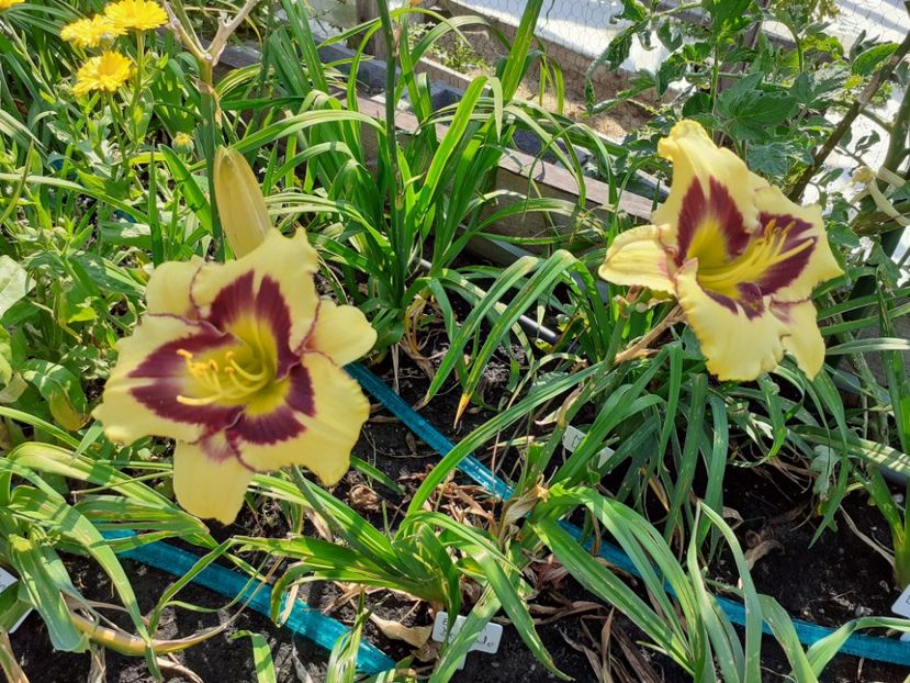 El despwrado - Hemerocallis 2021