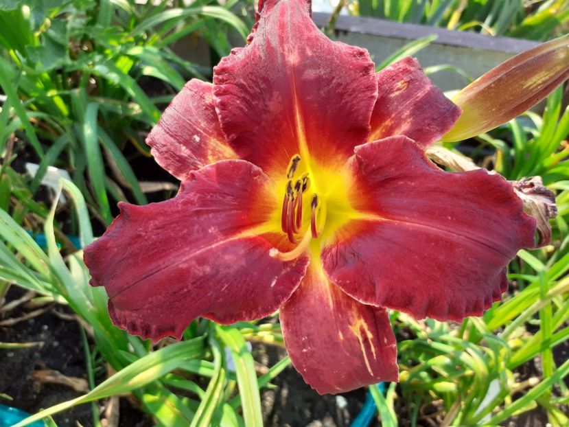 Kleopatra - Hemerocallis 2021