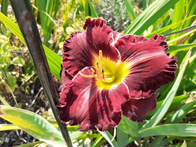 Purplelicious - Hemerocallis 2021
