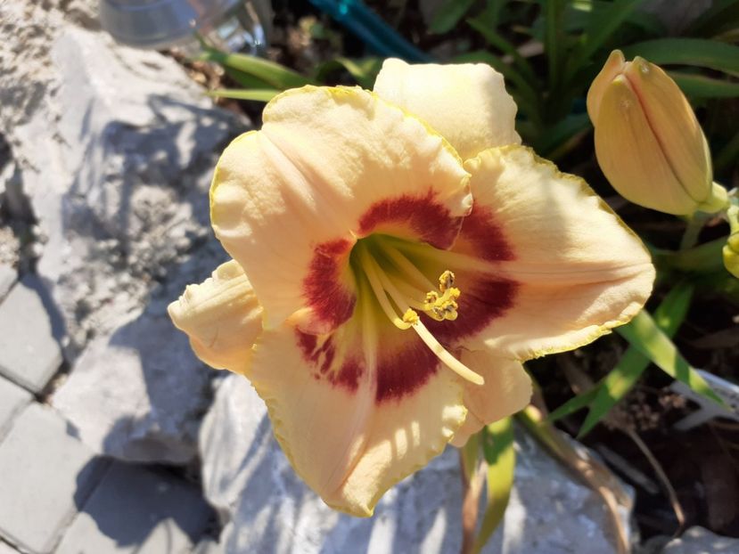 Custard candy - Hemerocallis 2021
