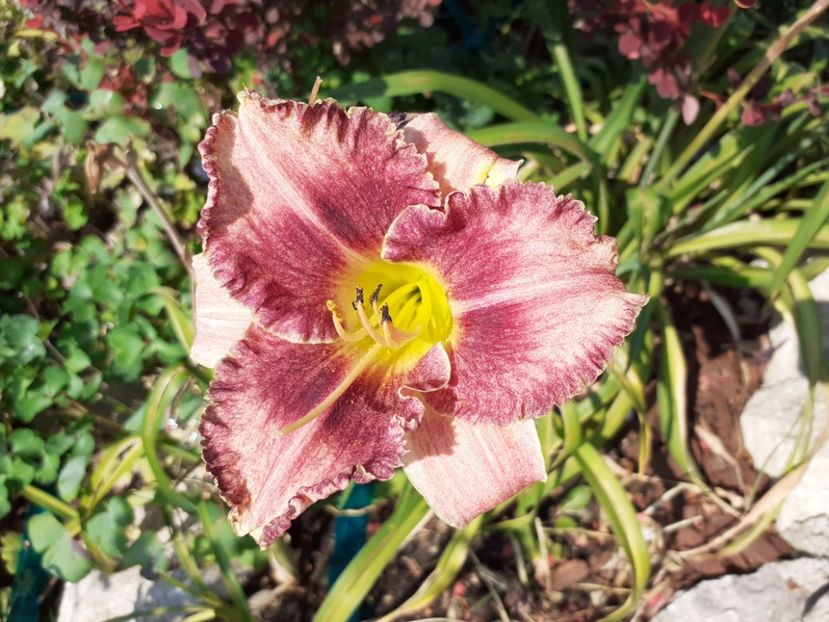 Nn - Hemerocallis 2021