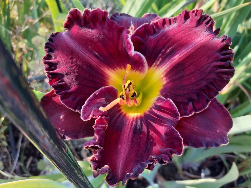 Purplelicious - Hemerocallis 2021