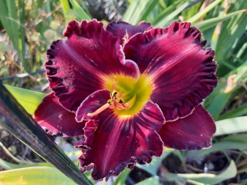 Purplelicious - Hemerocallis 2021