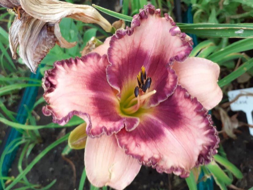 Regal braid - Hemerocallis 2021
