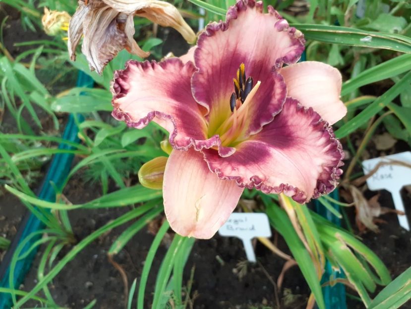 Regal braid - Hemerocallis 2021