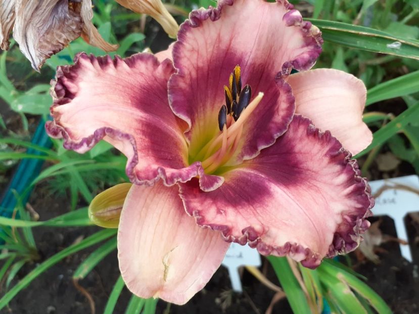Regal braid - Hemerocallis 2021