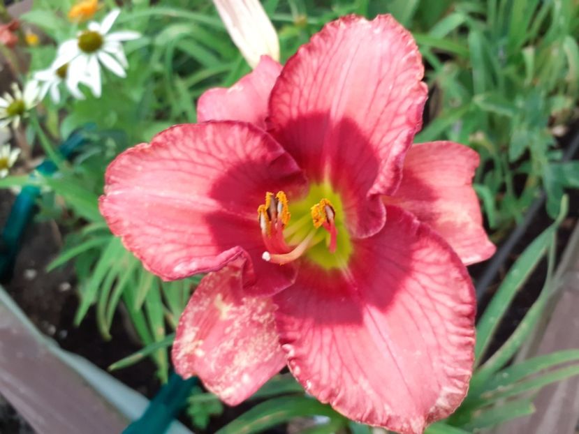 Dan mahony - Hemerocallis 2021