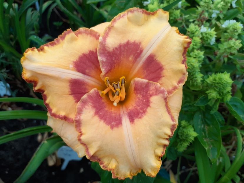 C'est la vie - Hemerocallis 2021