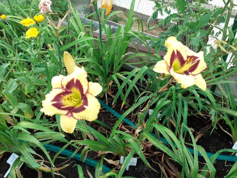 El desperado - Hemerocallis 2021