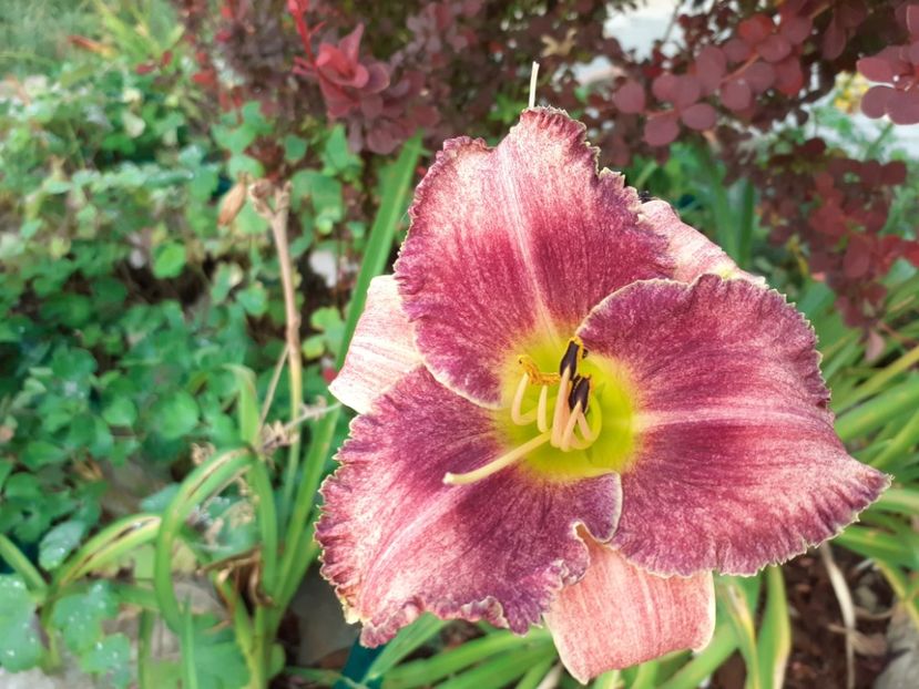 Nn - Hemerocallis 2021
