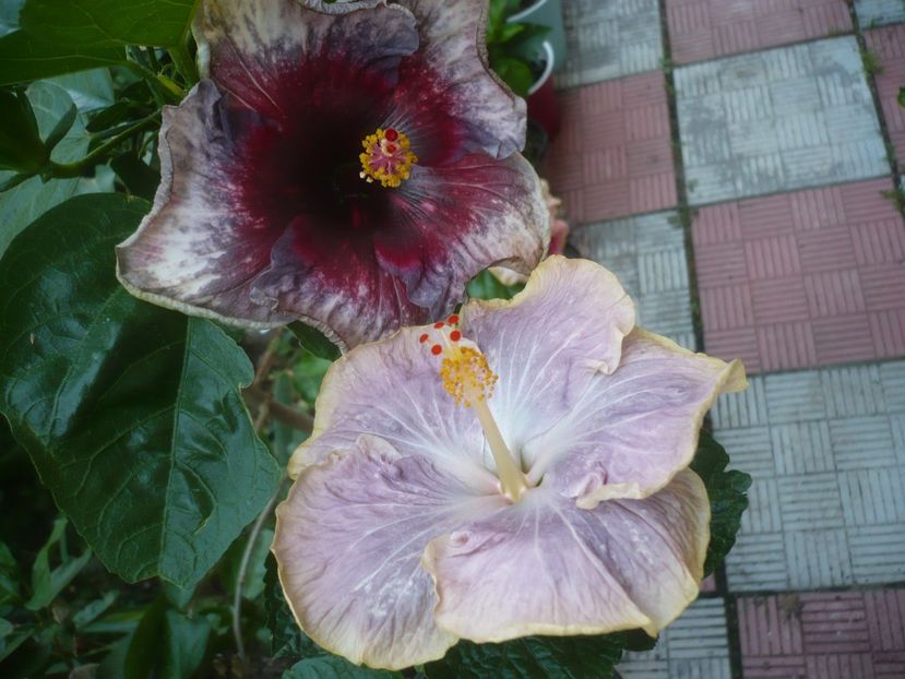 P1490535 - HIBISCUSI 2021-2