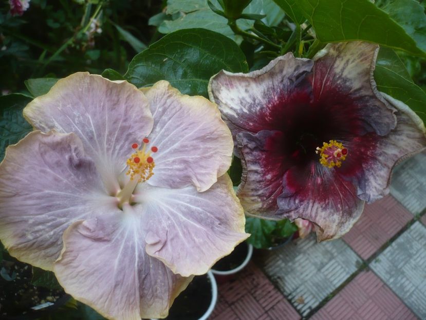 P1490536 - HIBISCUSI 2021-2