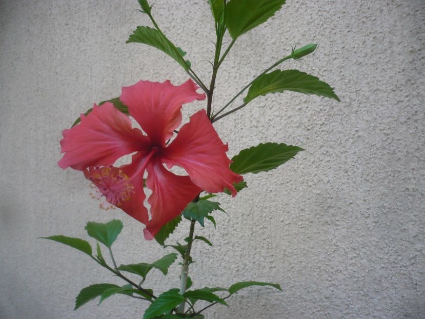P1490538 - HIBISCUSI 2021-2