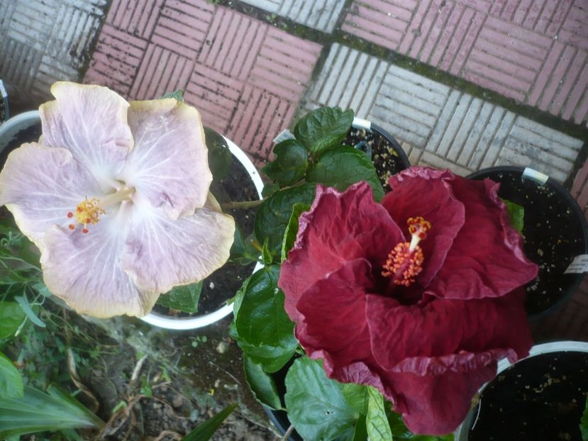 P1490546 - HIBISCUSI 2021-2