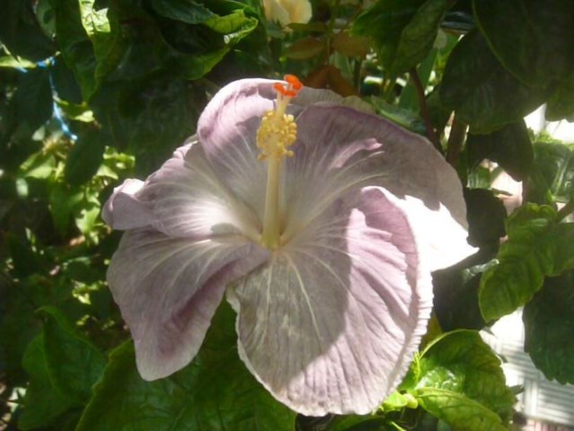 P1490549 - HIBISCUSI 2021-2