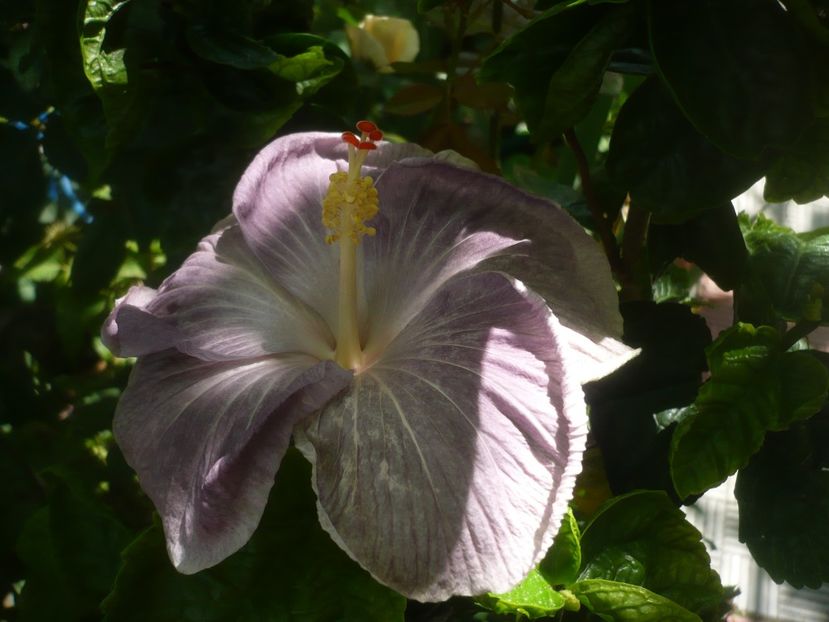 P1490550 - HIBISCUSI 2021-2