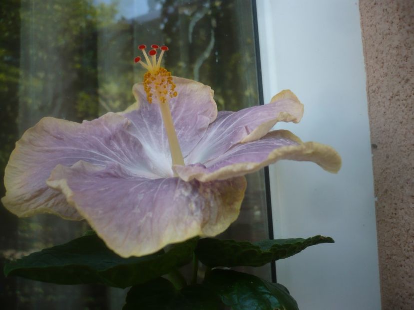 P1490529 - HIBISCUSI 2021-2