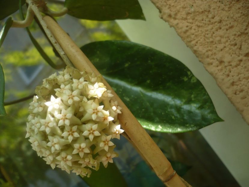 P1490527 - HOYA 2021-2