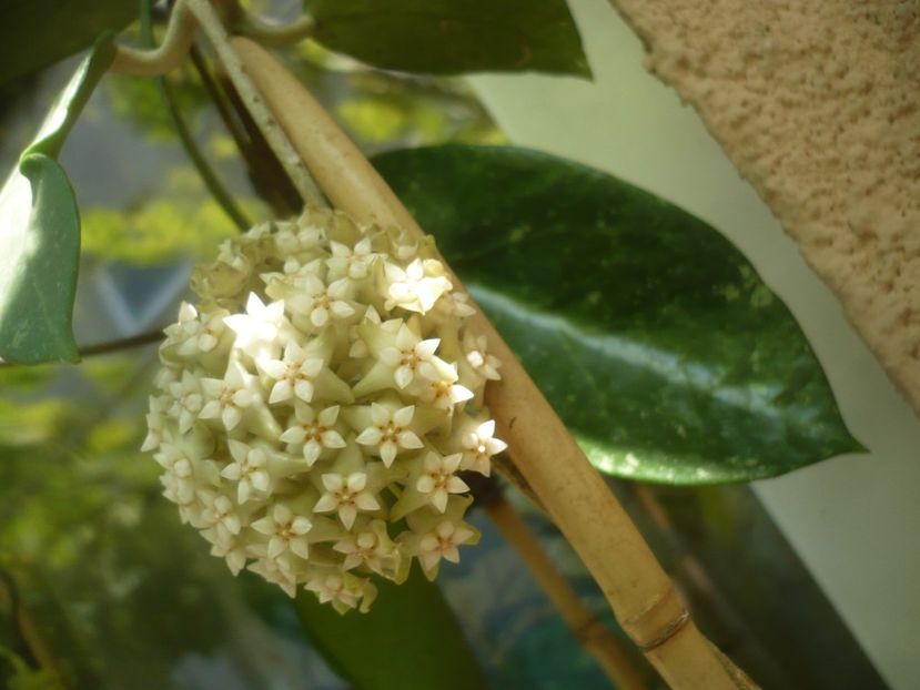 P1490528 - HOYA 2021-2