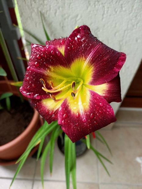 13.07.2021 - 1 Achiziție nouă