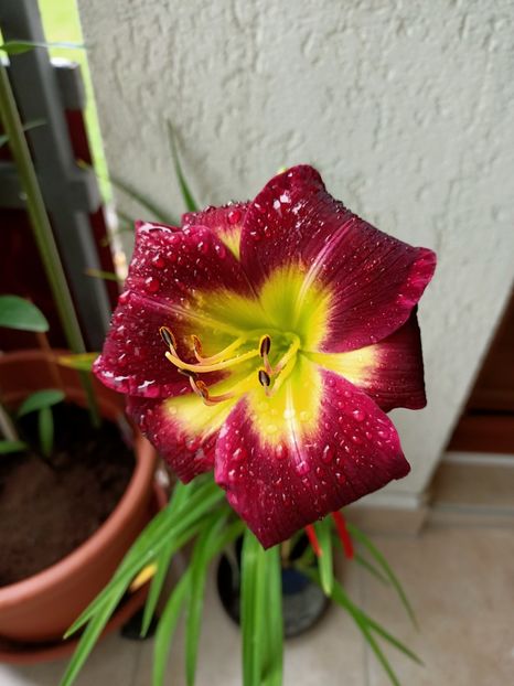 13.07.2021 - 1 Achiziție nouă