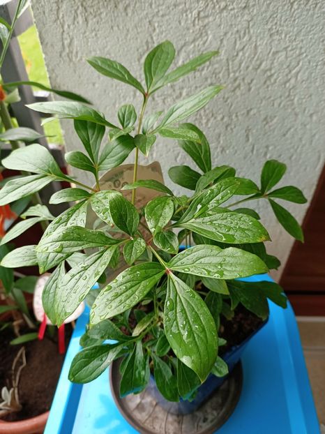 13.07.2021 - 1 Achiziție nouă