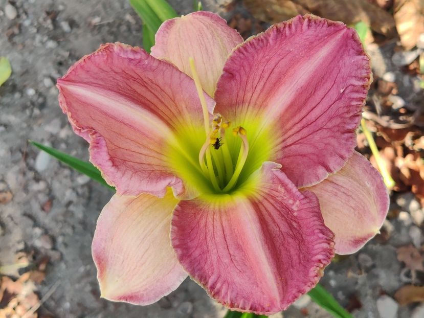 Big blue - Hemerocallisi 1