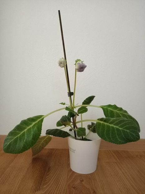 13.07.2021 - Gloxinia Larissa
